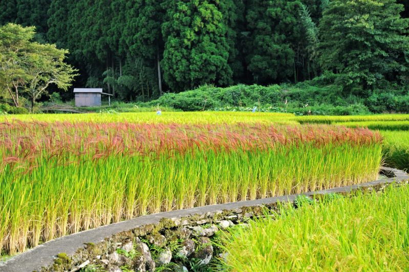 Red_Rice_Paddy_field_in_Japan_006.jpg